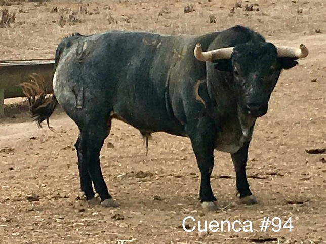 Los Santa Coloma de Pallarés para la feria taurina de Cuenca