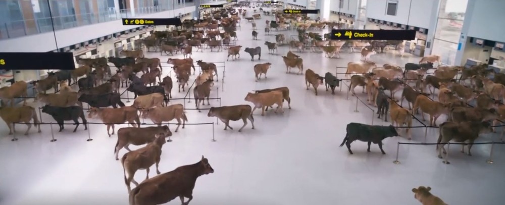 Cientos de vacas 'embarcan' en el aeropuerto de Ciudad Real
