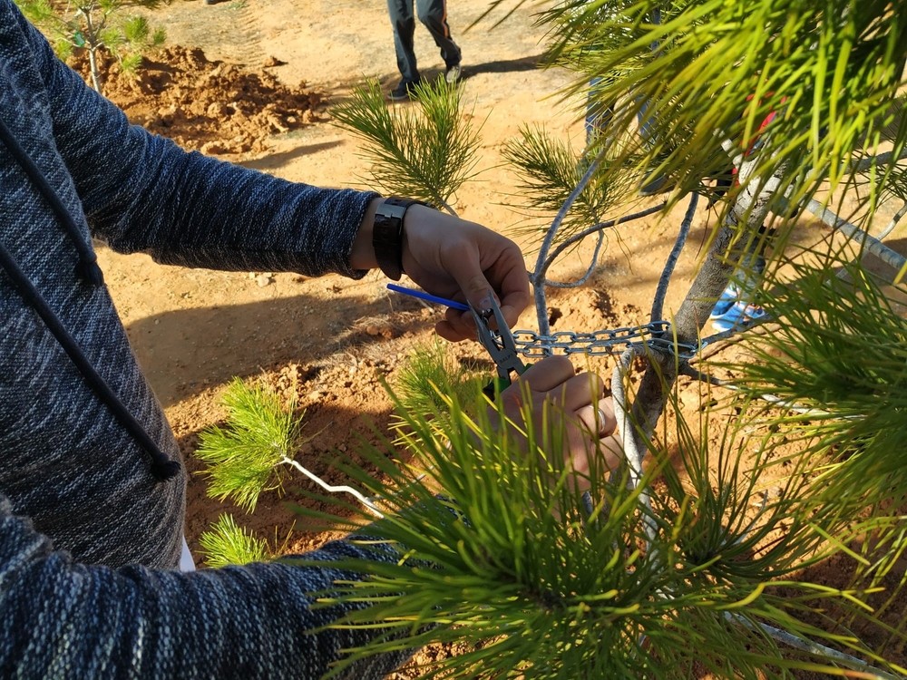 El Herrumblar planta un árbol por cada niño nacido en 2019