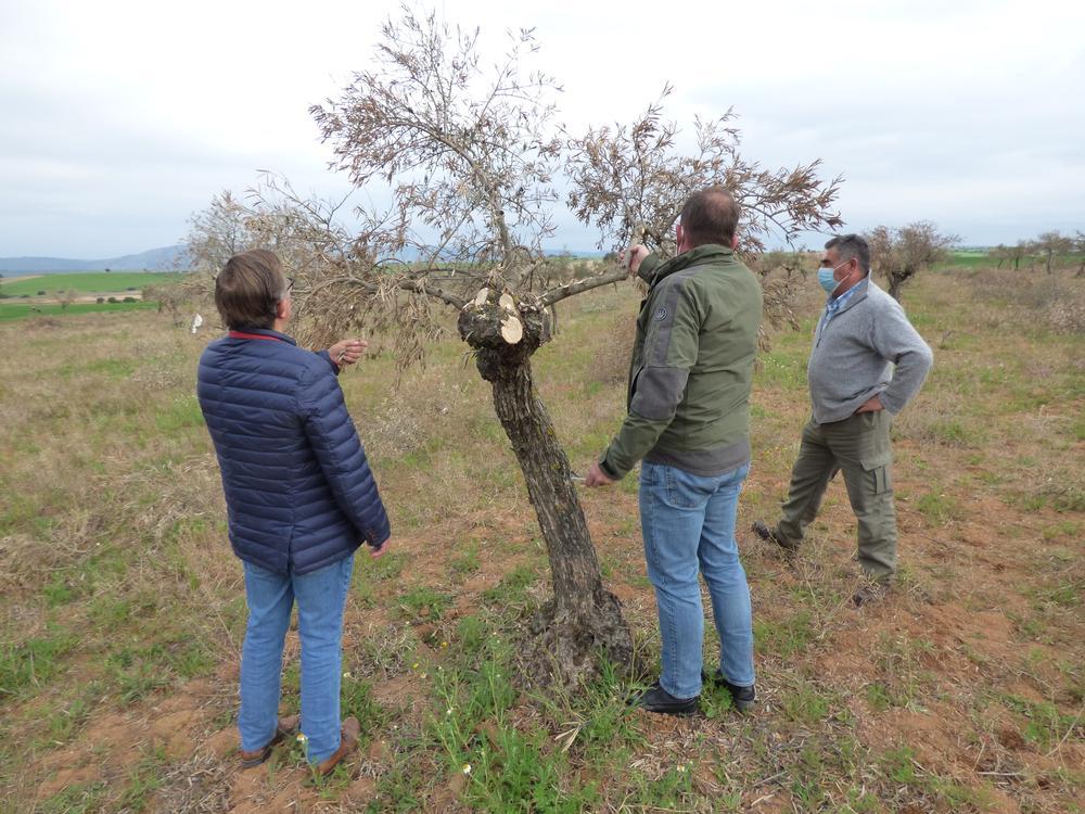 Filomena condiciona las cosechas de aceituna de La Alcarria