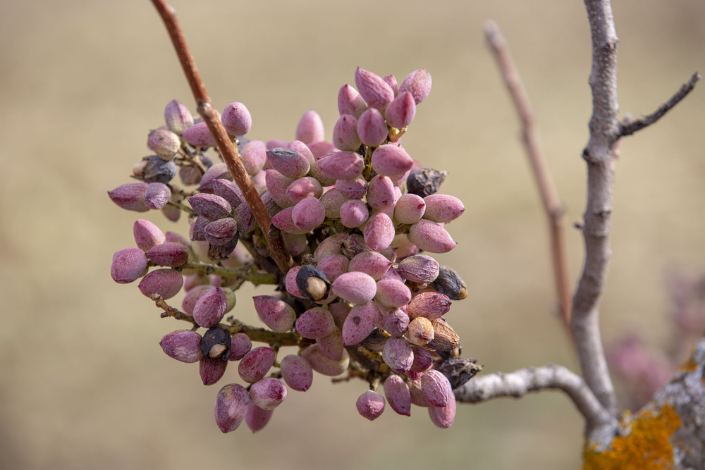 El pistacho se ha adaptado a la clima y tierra de Castilla-La Mancha
