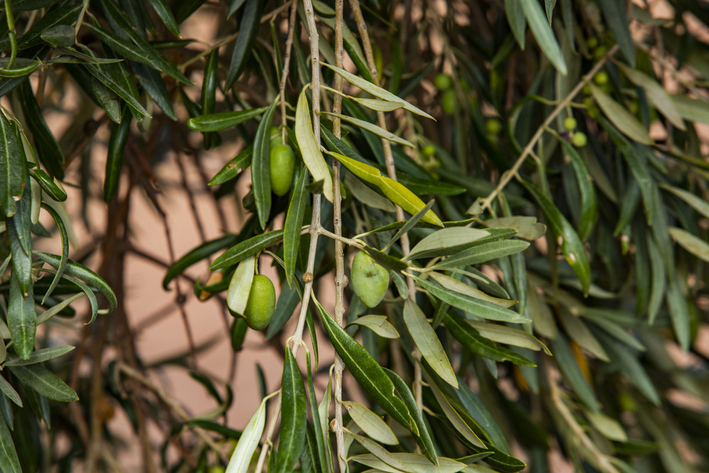 El olivar supera las 400.000 hectáreas en la región y va a más