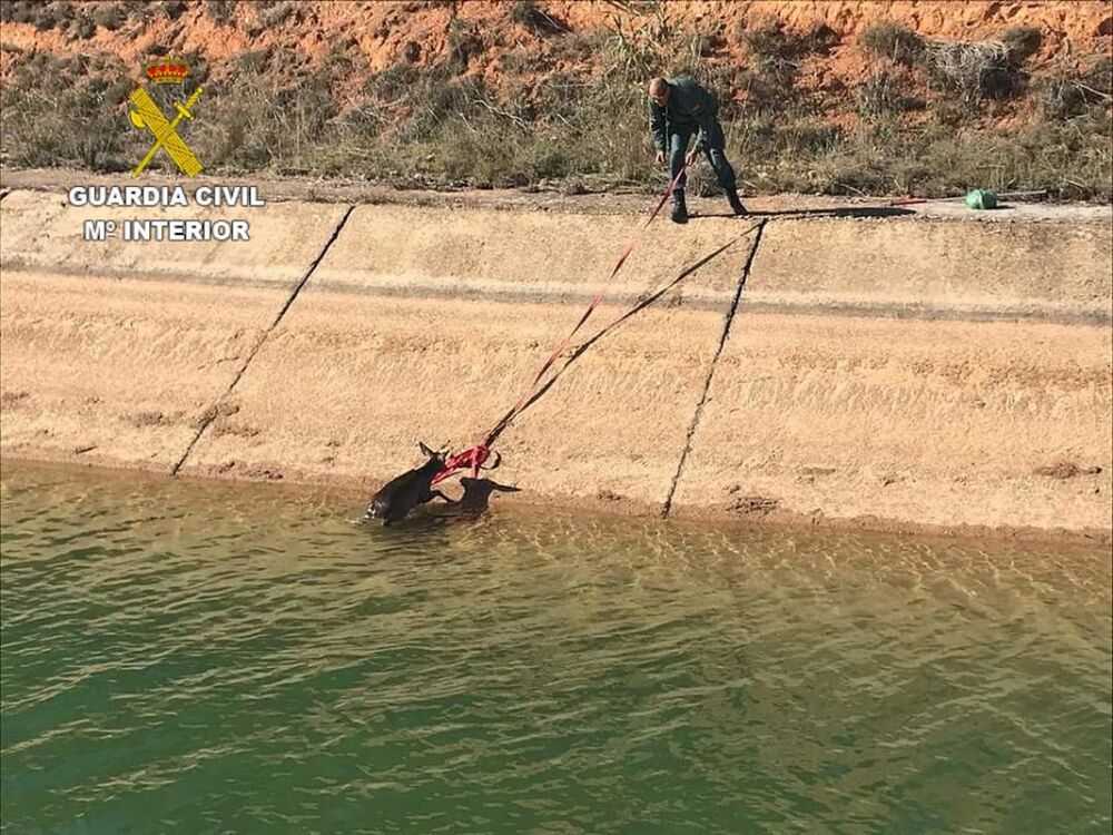 La Guardia Civil rescata un corzo en el canal del trasvase