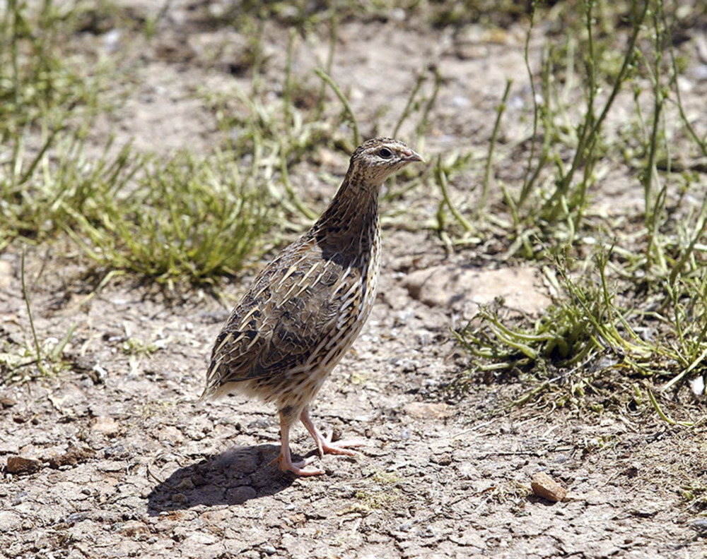 La codorniz es un ave migratoria que viene en primavera y verano.