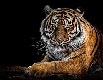 La India registra 126 muertes de tigres en 2021