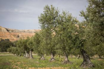 El proyecto LIFE de olivares sostenibles se expandirá a CLM