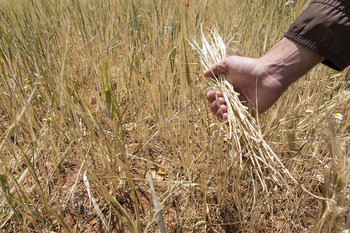 Asaja asegura que la sequía del mes de mayo «nos ha matado»