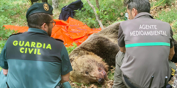 Muere un oso despeñado tras luchar con una hembra y su cría