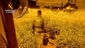 La Guardia Civil se incauta de 3.500 plantas de marihuana
