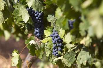 El Estado autoriza 508 hectáreas nuevas de viñedo en CLM