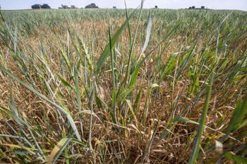 Los cerealistas de CLM pierden 626 millones por la sequía