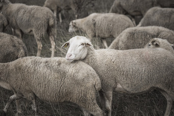 Derogados los requerimientos para mataderos por viruela ovina