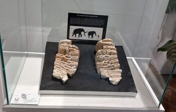 Los primeros molares de mamut ya se pueden admirar en Cuenca