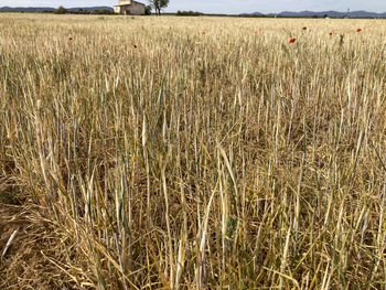 Agrosegur pagó a los agricultores más de 6 millones de euros
