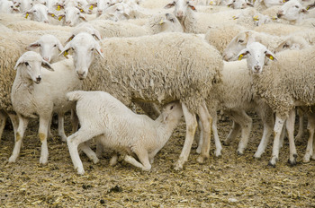 Detectan un foco de viruela ovina en Casas de Fernando Alonso
