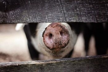 Confirman el primer caso de gripe porcina en un ser humano