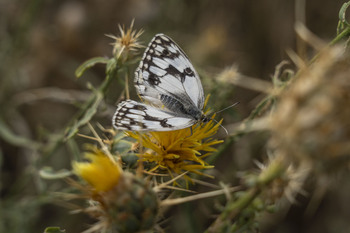 Guadalajara aúna el 65 % de las especies de mariposa de España