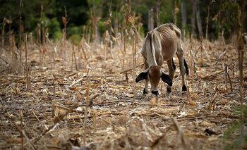 La temperatura mundial podría ser de récord el próximo lustro