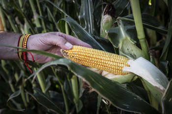 Bruselas autoriza como alimento tres tipos de maíz transgénico