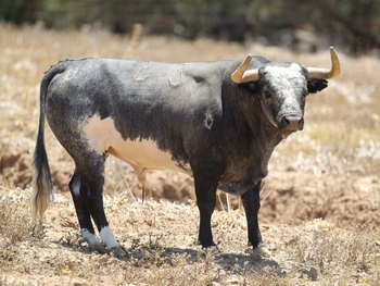 Los toros de Rehuelga para el 'cartelazo' de la feria taurina