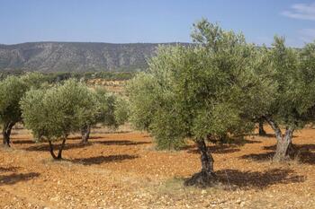 Los productores de aceite de oliva de la Alcarria piden ayuda