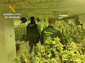 La Guardia Civil desmantela tres plantaciones de marihuana