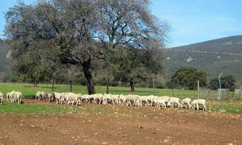 Junta prorroga ayudas al bienestar animal en ovino y caprino