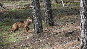 El parque de El Hosquillo reabre mañana con dos lobas ibéricas