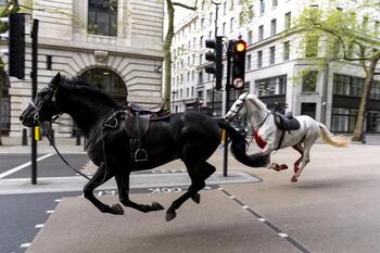 Varios caballos desbocados dejan cuatro heridos en Londres