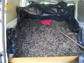 Recuperan siete toneladas de aceitunas robadas en Malagón