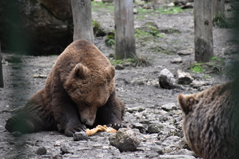 Buscan nombre para tres osos y dos lobas de 'El Hosquillo'