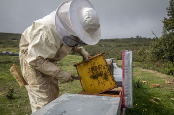 Convocadas ayudas por 1,3 millones para el sector de la miel